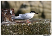 Roseate-Tern-2