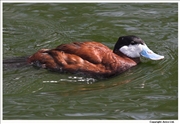 Ruddy-Duck-1