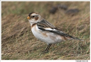 Snow-Bunting-2