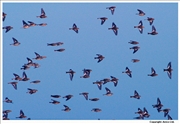 Snow-Bunting-4