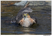 Sparrowhawk-3