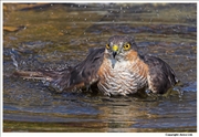 Sparrowhawk-4