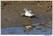 Spotted-Sandpiper-1