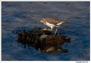 Spotted-Sandpiper-2