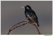 Starling-2