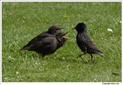 Starling-3