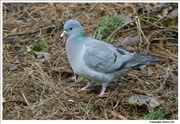 Stock-Dove-1