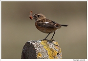 Stonechat-1