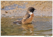 Stonechat-3