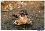 Stonechat-4