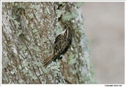 Treecreeper-1