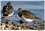 Turnstone-3