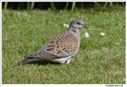 Turtle-Dove-1