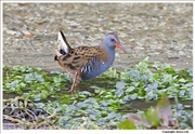 Water-Rail-1