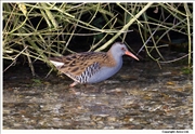 Water-Rail-2