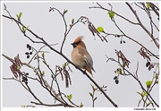 Waxwing-1