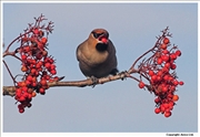 Waxwing-10