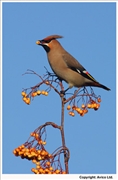 Waxwing-14