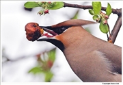 Waxwing-2