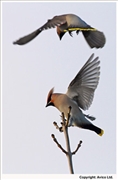 Waxwing-3