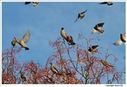 Waxwing-5