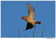 Waxwing-6