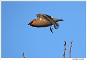 Waxwing-7