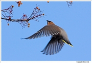 Waxwing-8