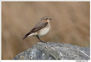 Wheatear-1