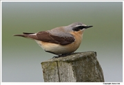 Wheatear-2