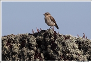 Wheatear-3