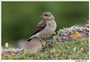 Wheatear-5