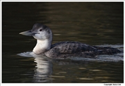 White-Billed-Diver-1