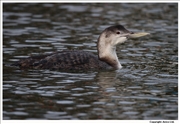 White-Billed-Diver-2