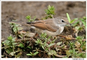 Whitethroat-1