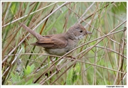 Whitethroat-2