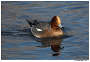 Widgeon-1