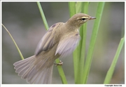 Willow-Warbler-1