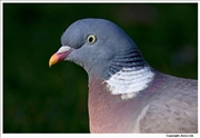 Woodpigeon-1