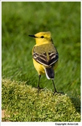 Yellow-Wagtail-1