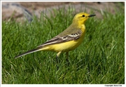 Yellow-Wagtail-2