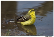 Yellow-Wagtail-3