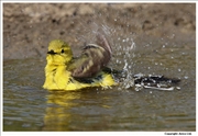 Yellow-Wagtail-4