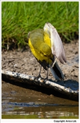 Yellow-Wagtail-5