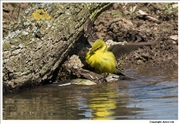 Yellow-Wagtail-6