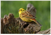 Yellowhammer-1