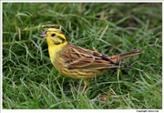 Yellowhammer-2