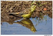 Yellowhammer-3