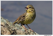 Yellowhammer-4