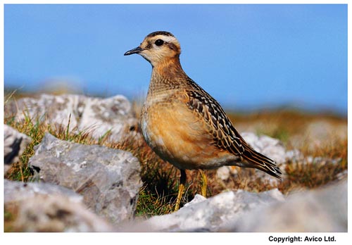 Image of a Dotterel
